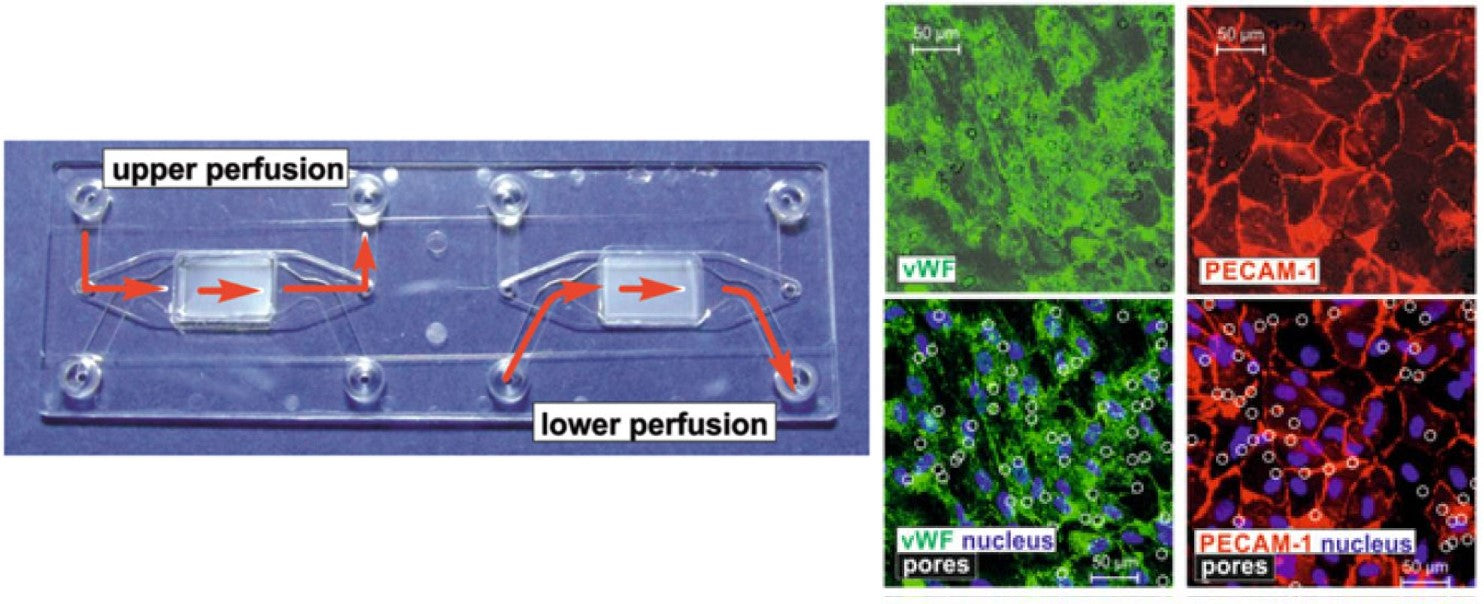 Endothelial cells layers images from the linked article