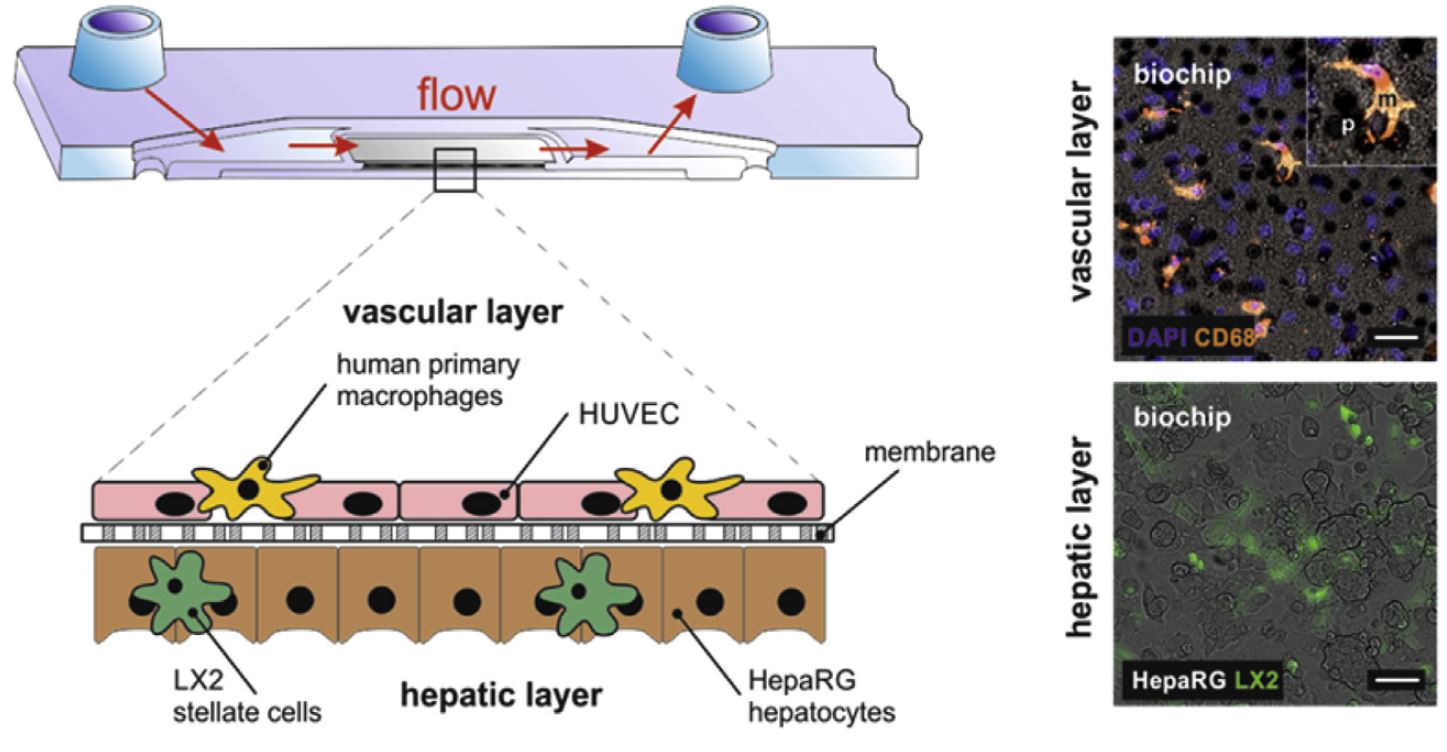 Liver-on-chip images from the linked article