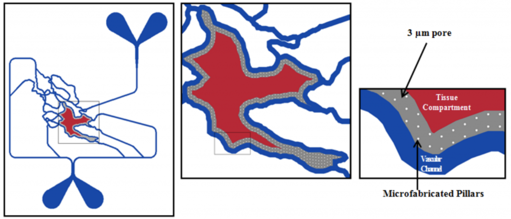 SMN2 microvascular network