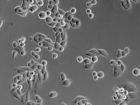 HeLa Cells Primovert